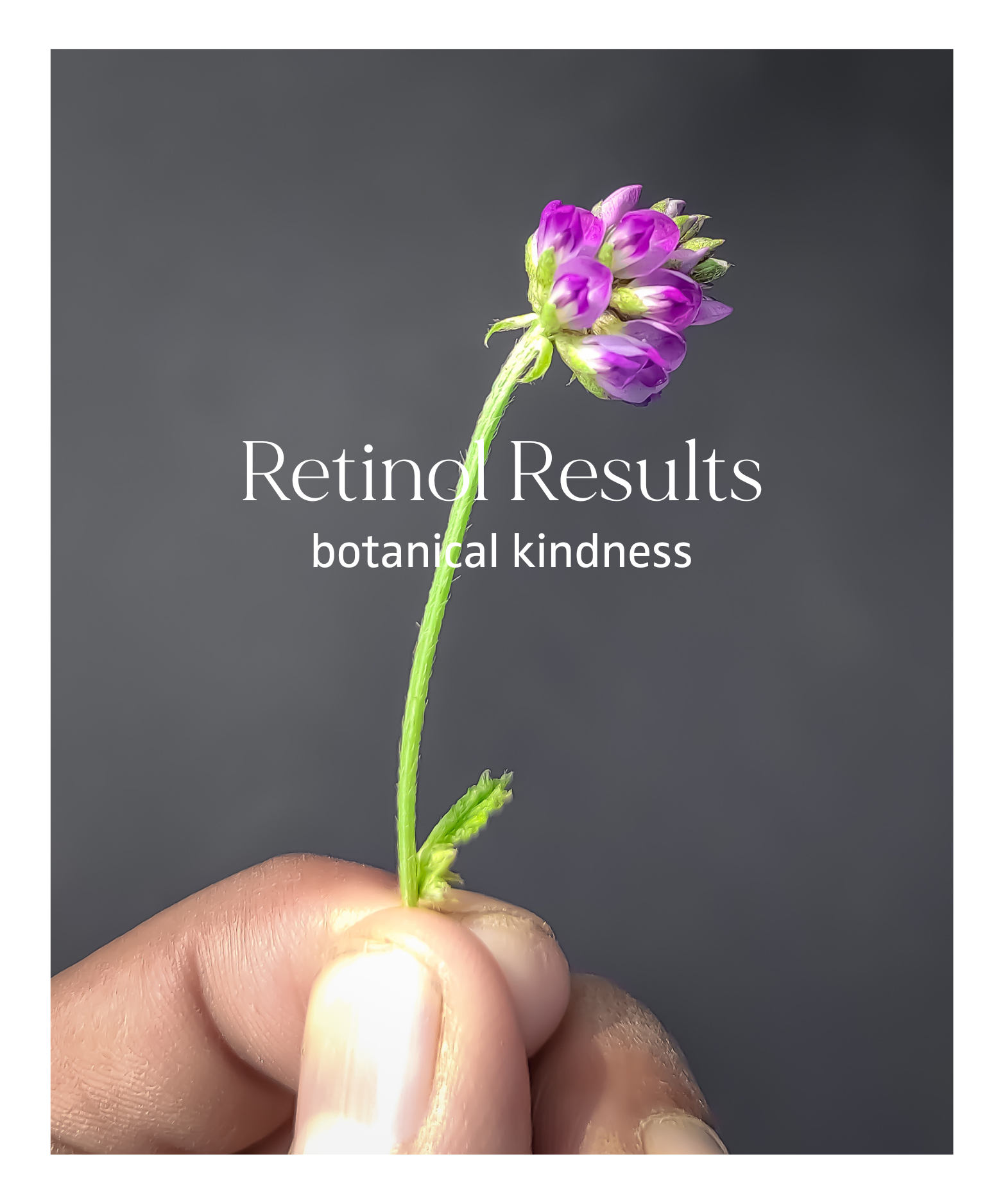Bakuchiol, Cacay Oil, and Rosehip Seed Oil in ETEREA: Nature’s Retinol-Alternative Synergy for Healthy, Balanced Skin